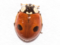 Adalia bipunctata